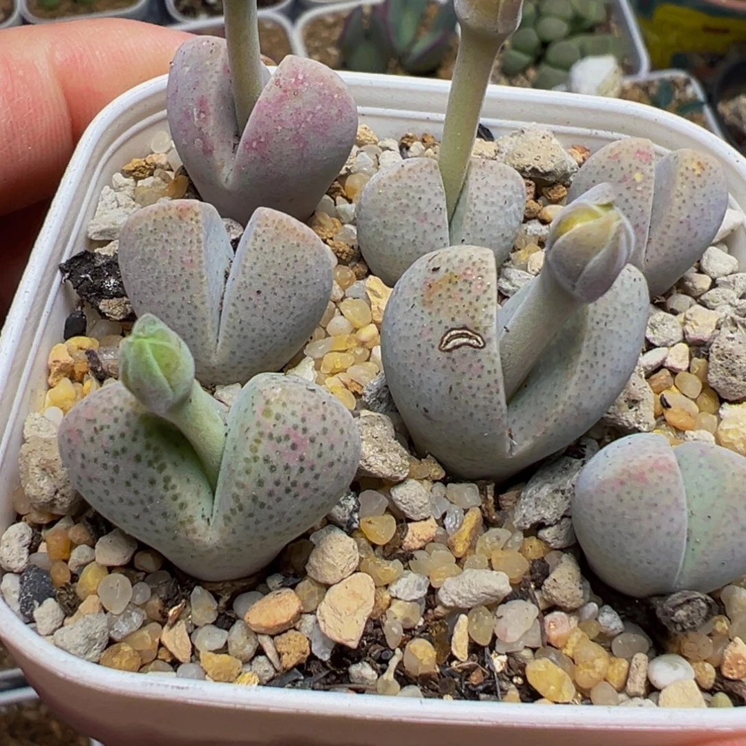 多肉植物带盆百科