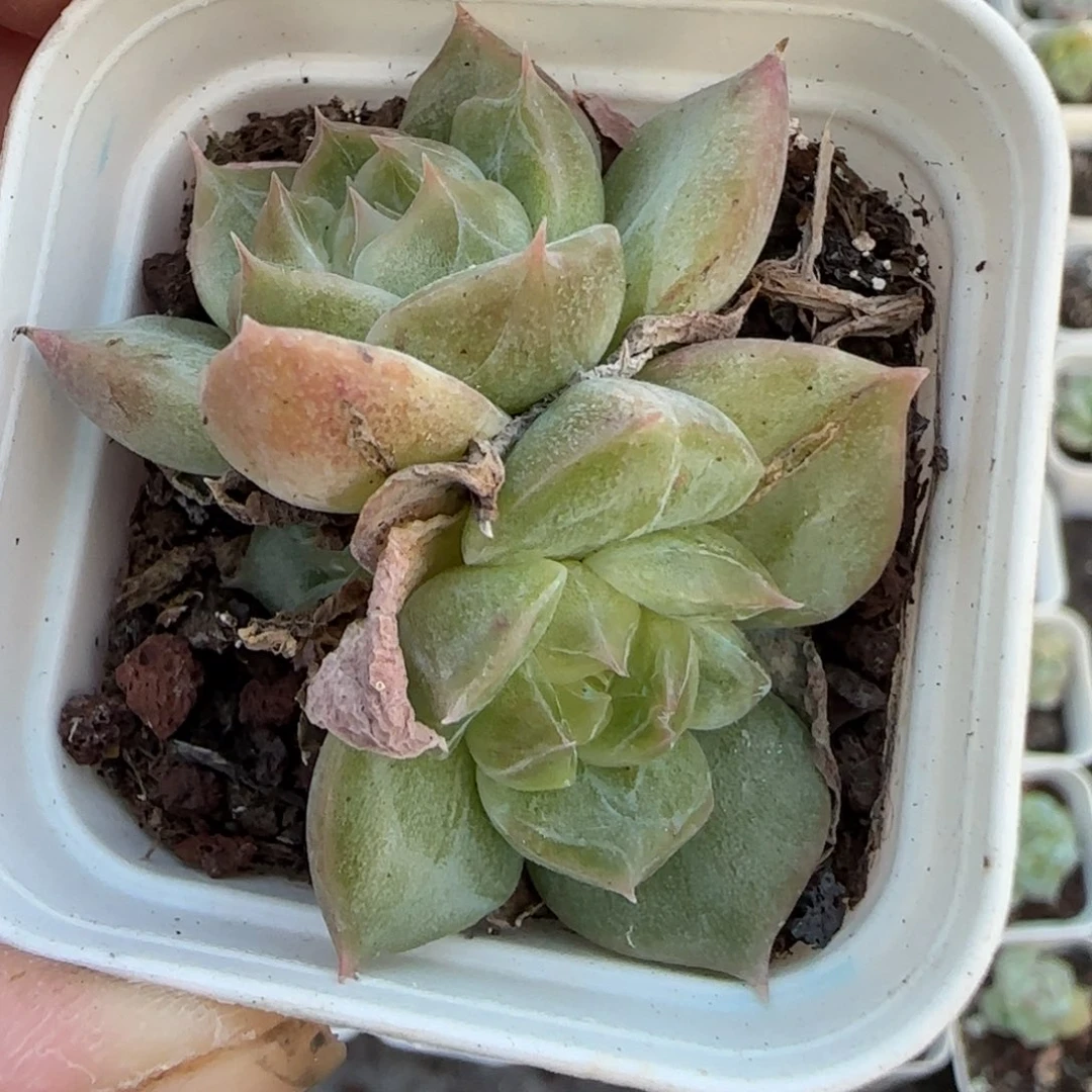 小卡拉米糖心一物一拍