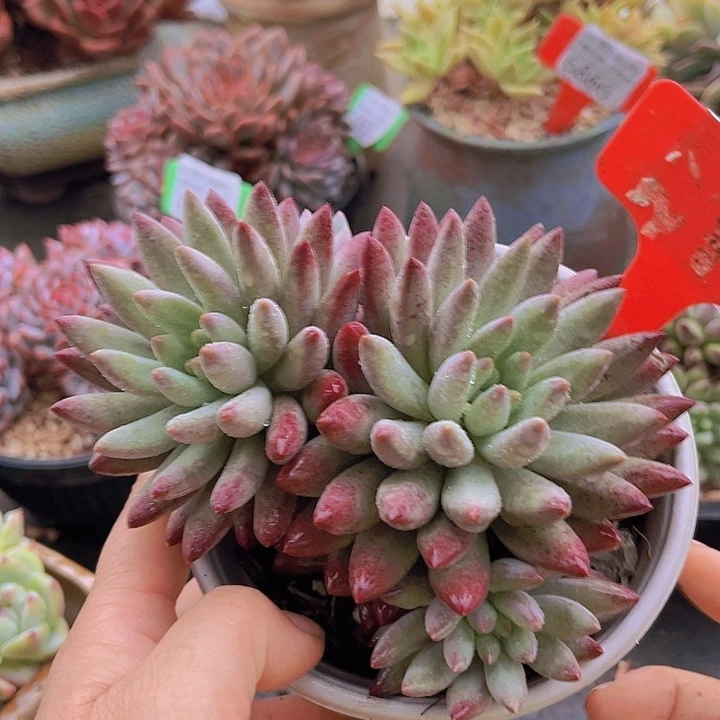 6871虞美人。            。