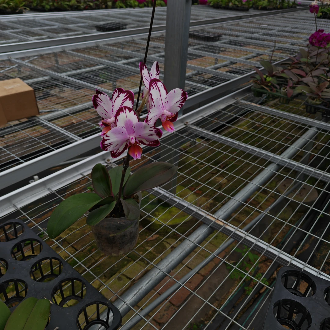 蝴蝶兰【哈根达斯】开花株 带花发货 基地直发高端花卉