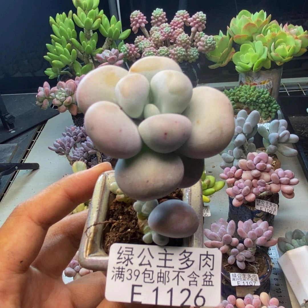 126芭比奶多肉4c m