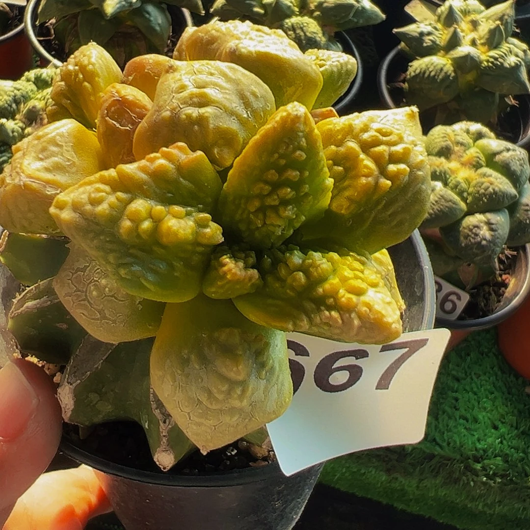 无花朵福利三头龟甲牡丹锦667