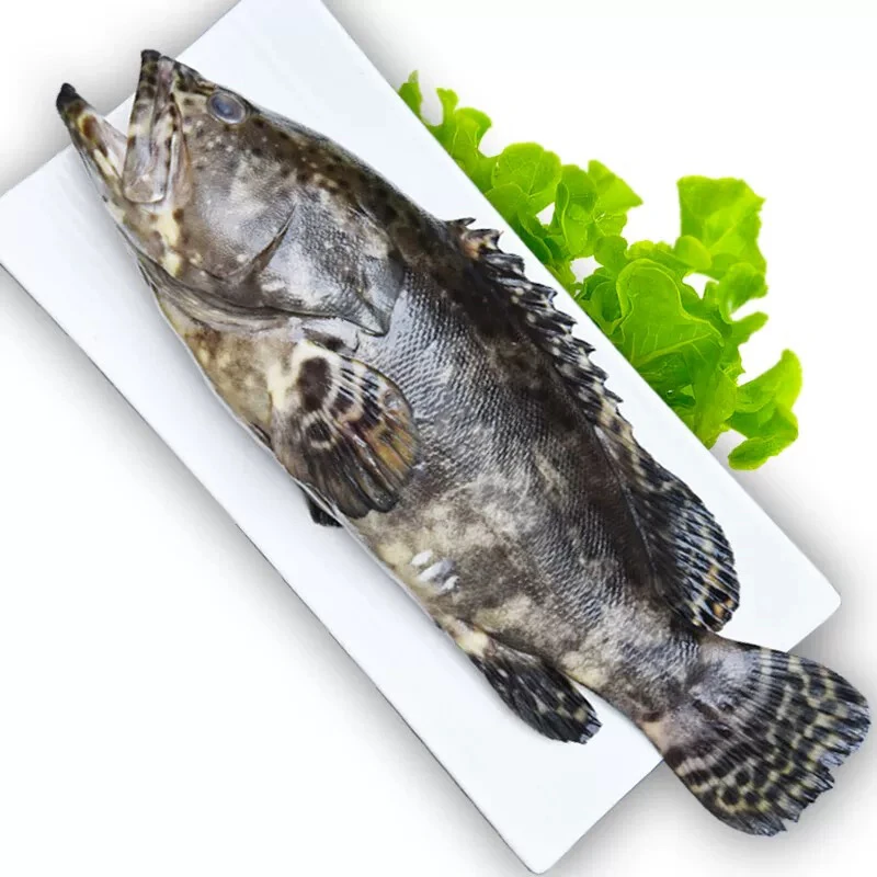 石斑鱼肉质肥美1-2条/斤