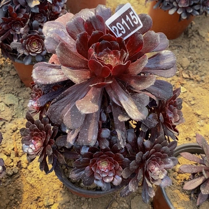 29115高墨颜手捧花1111