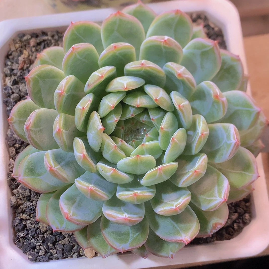 雪花珍妮多肉一物一拍