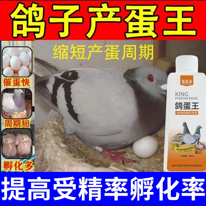 鸽用蛋多多鸽子产蛋王鸽蛋王催下蛋鸽子快速配对催蛋素补钙饲料