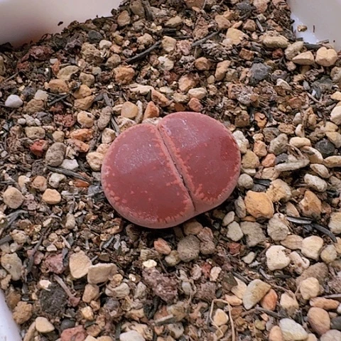 2543KO日轮带盆发货