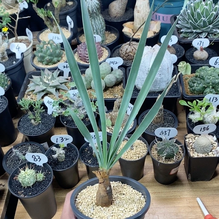 230号实生波叶2.5cm