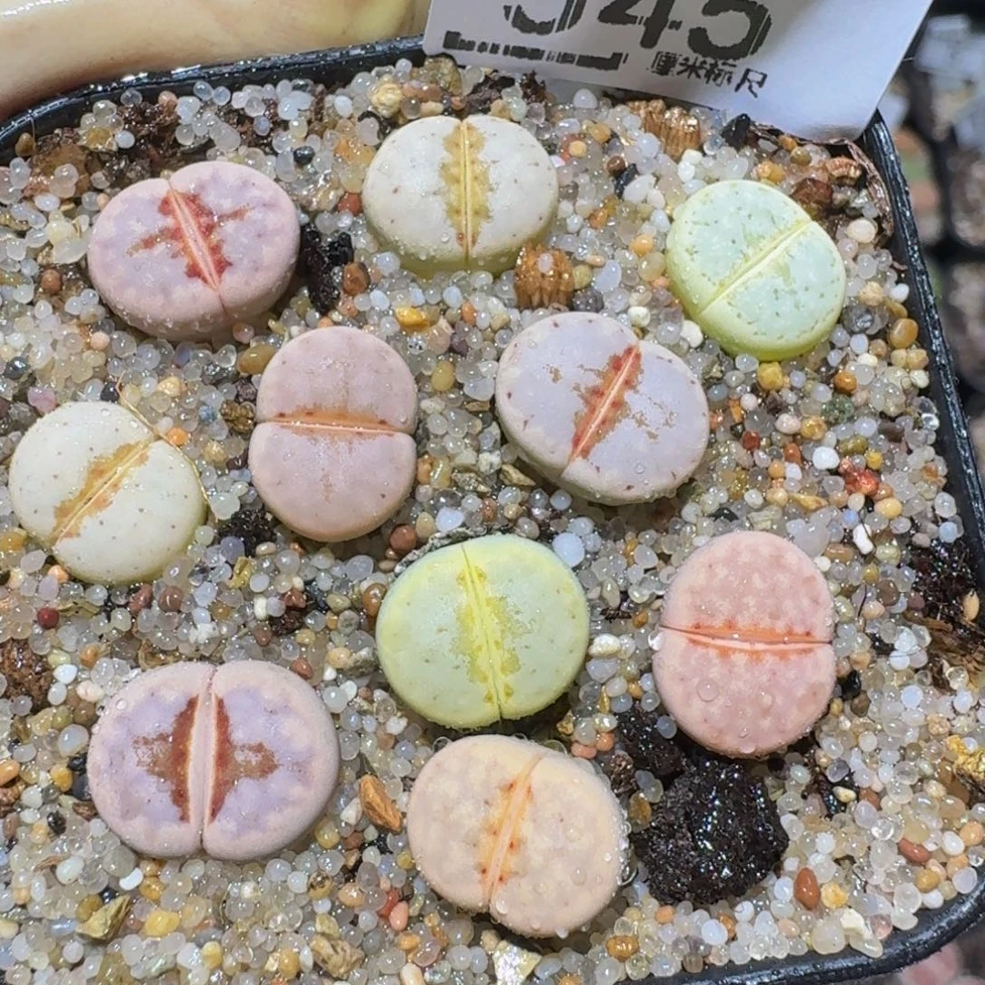 zzzz精品生石花545