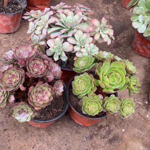 541多肉植物组合，