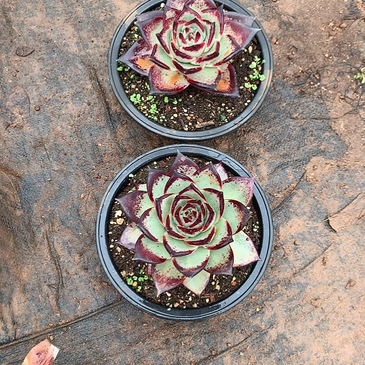 沙***舟美肉特价活动开始啦