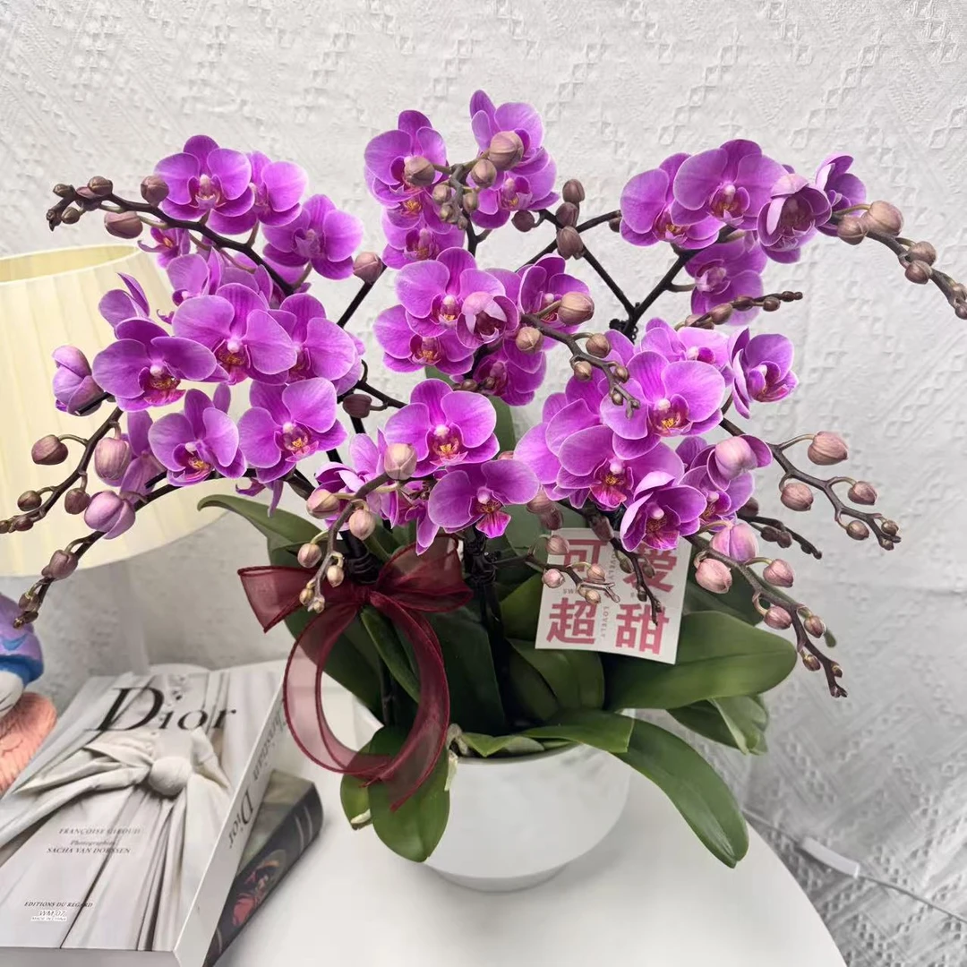 蝴蝶兰【骄阳公主】高级紫红欧品带花花苞精致组盆鲜花绿植送礼