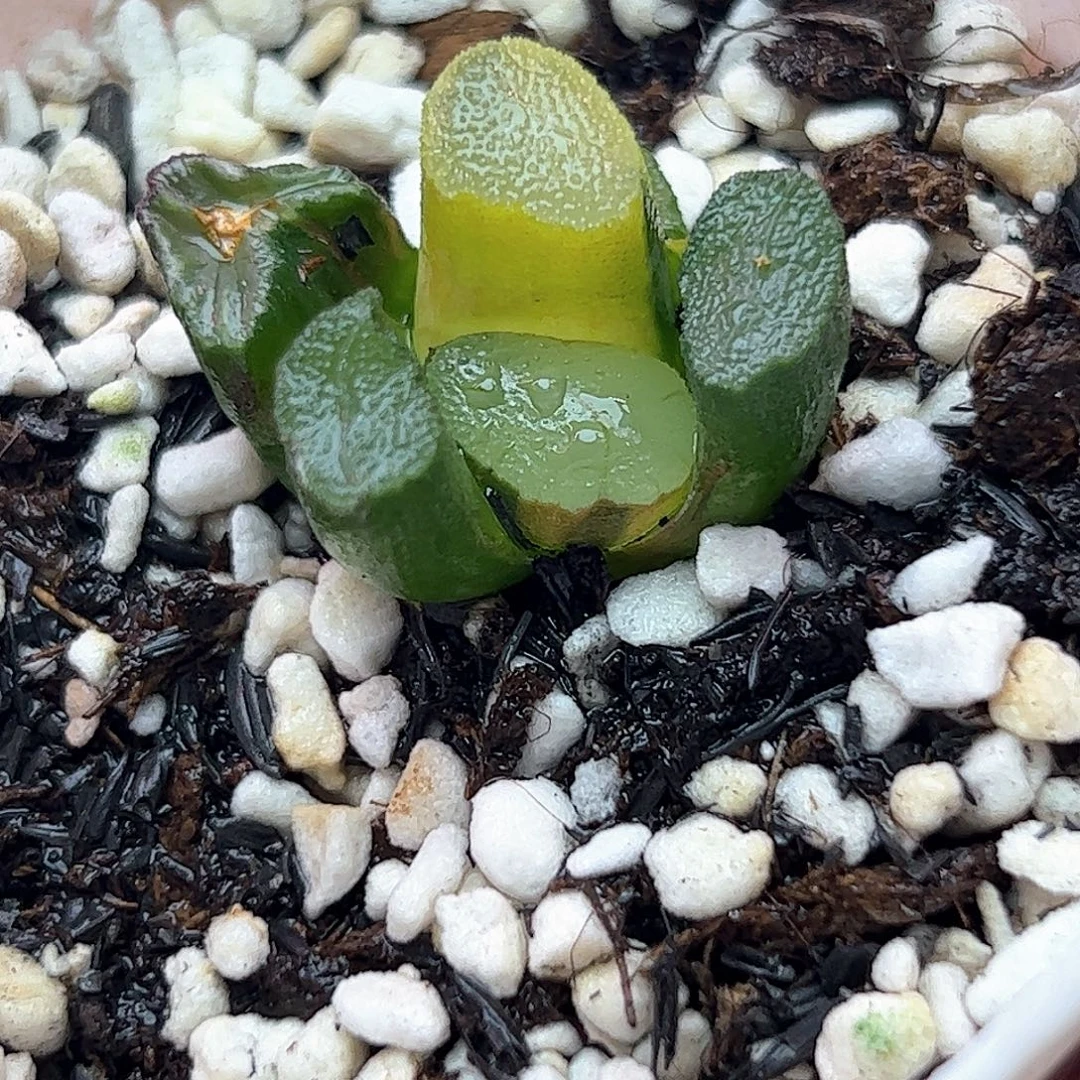 紫镜锦十二卷多肉植物