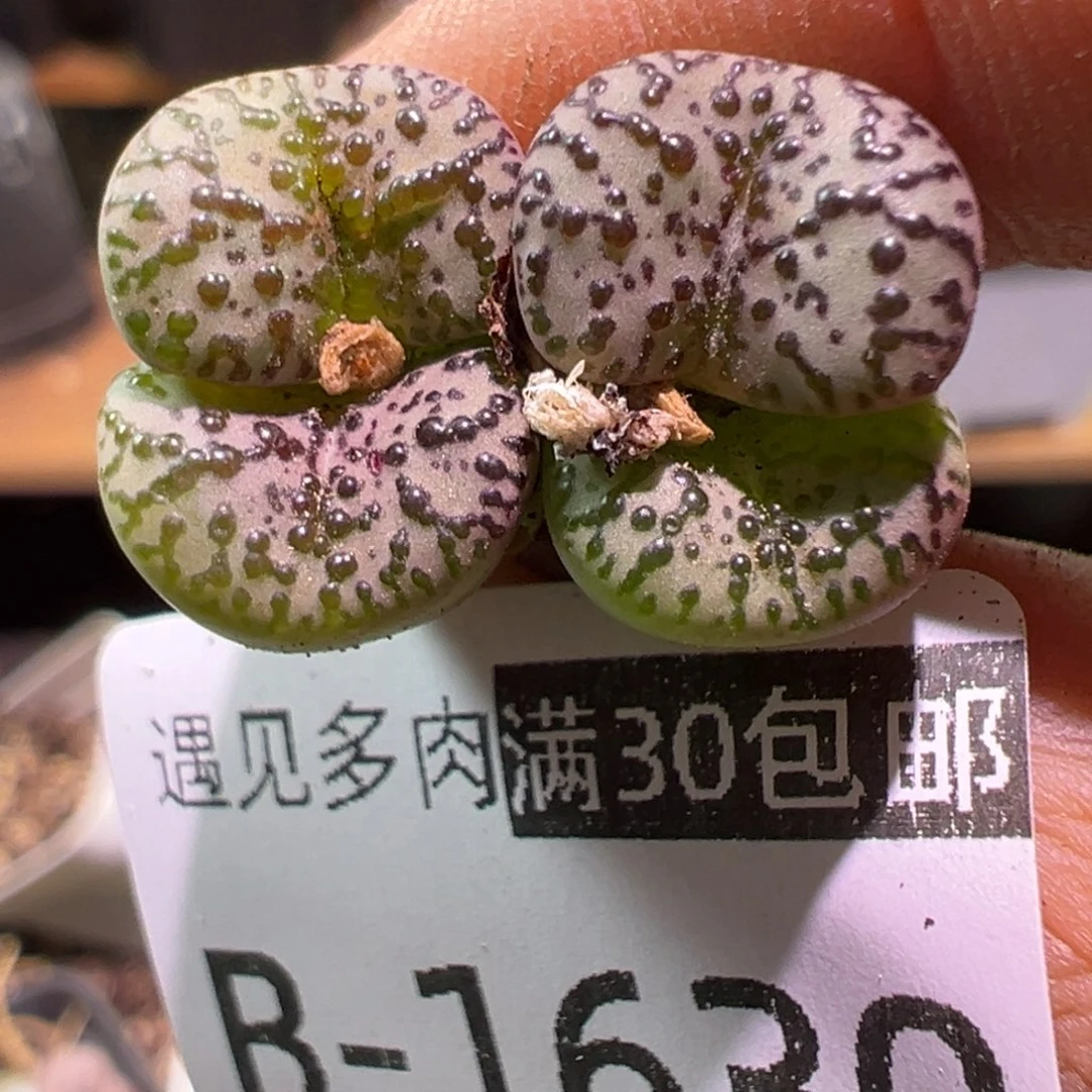 630 多肉植物1111111111111