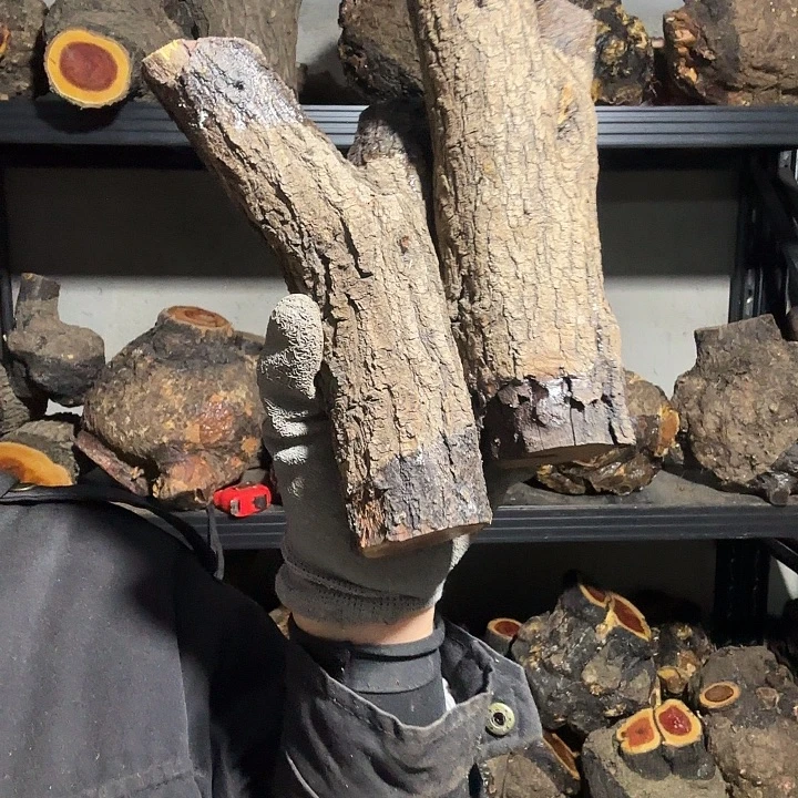 吒***录香榧木火琉璃的故事是一个人