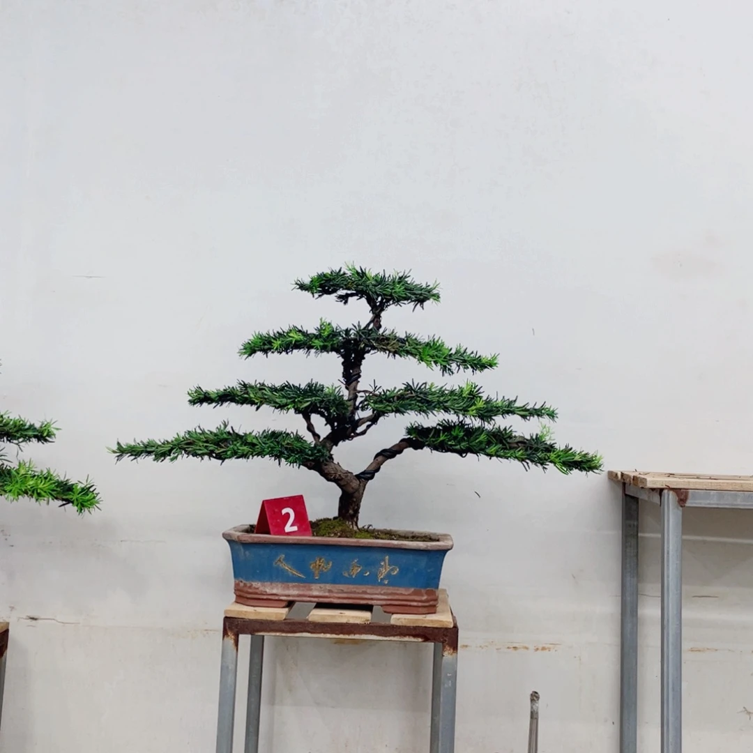 完全开放罗汉松造型艺术