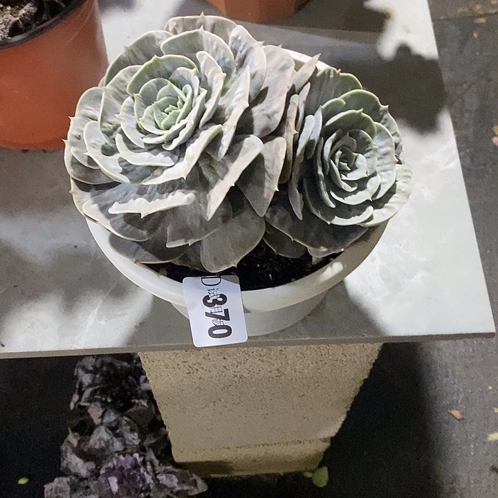 请***”370漫威多肉多肉植物