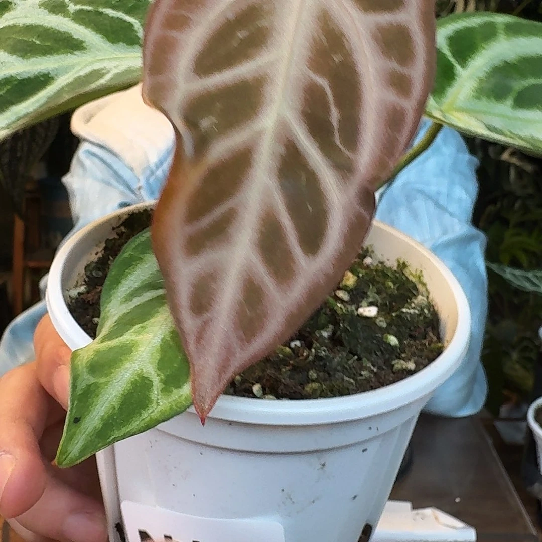 完全开放N183粉脉撕裂纹杂银刷子