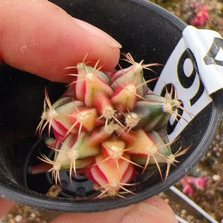 当前无花栽培后可以开花894