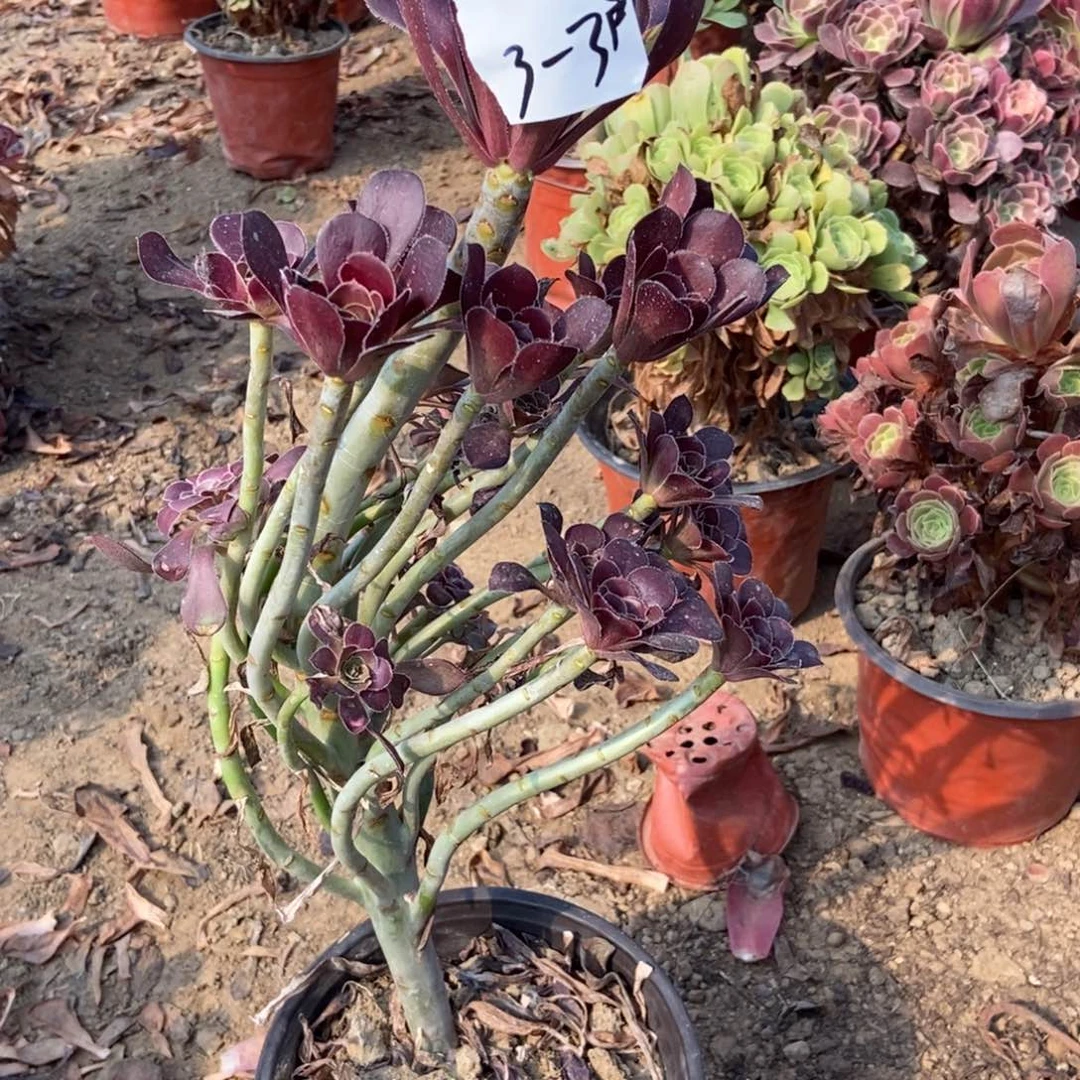 用***3无花朵3号链接原样黑法师