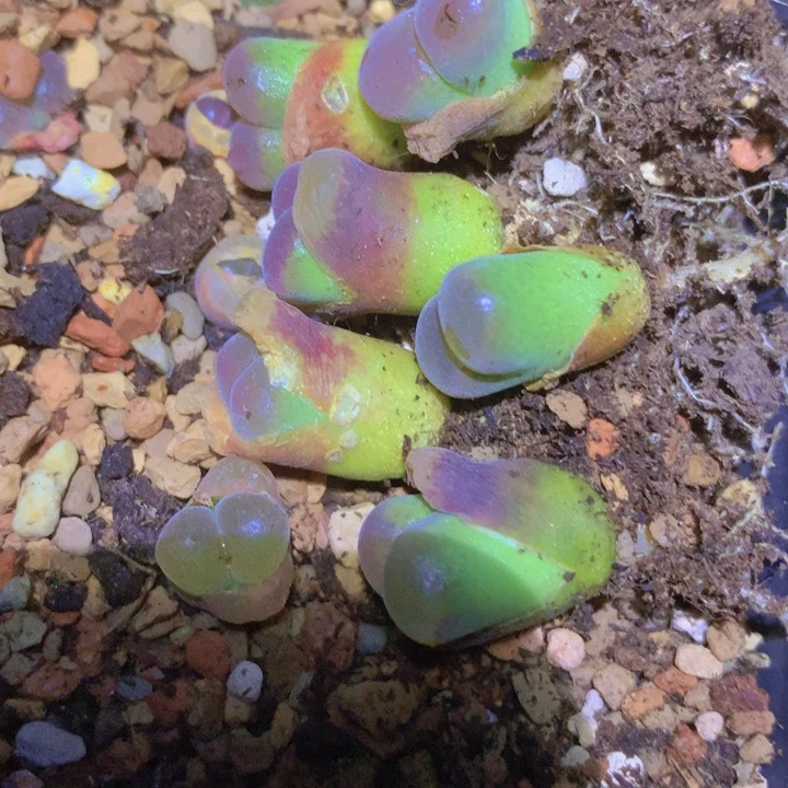 47888578886696658659565