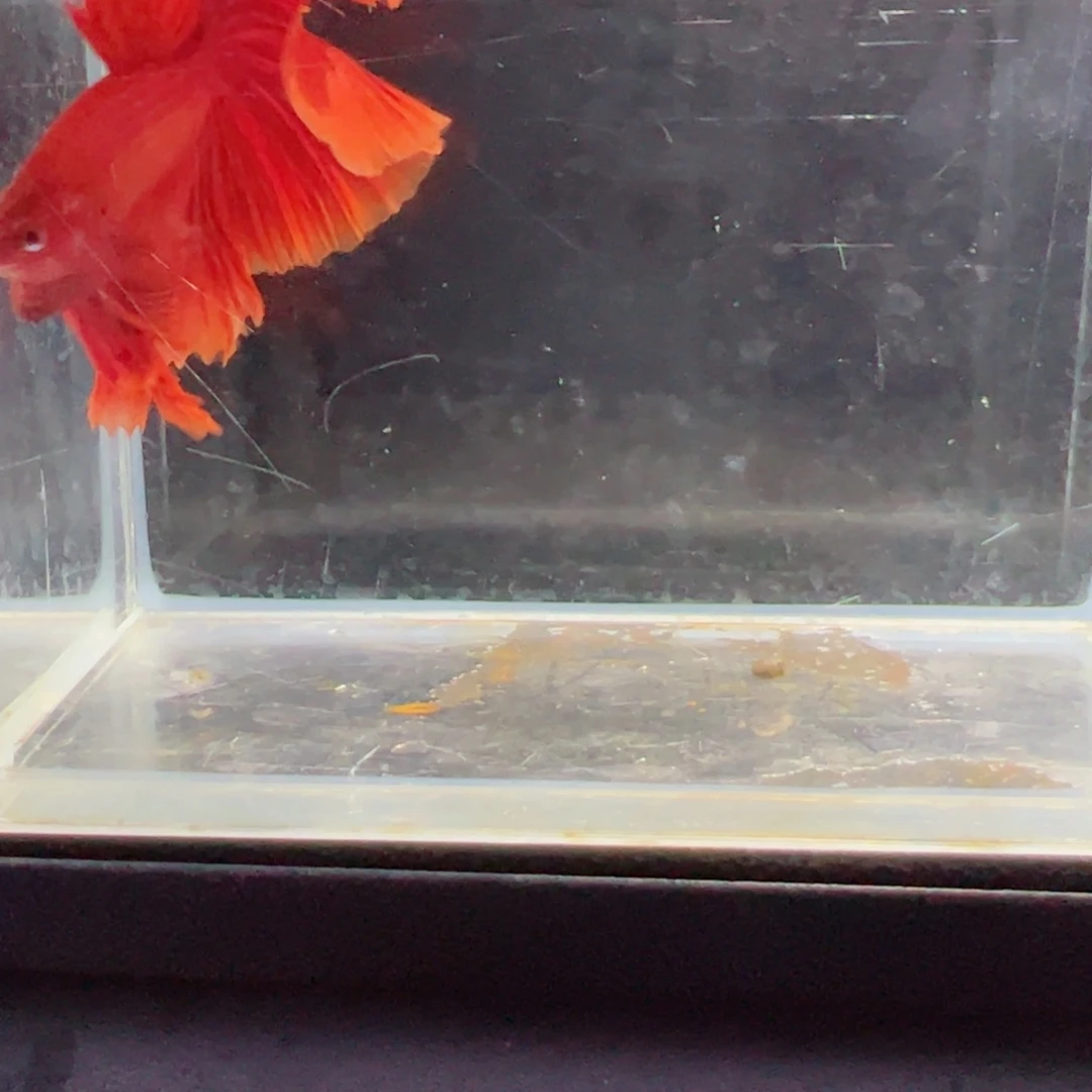 斗鱼浅色仙仙裙特殊尾