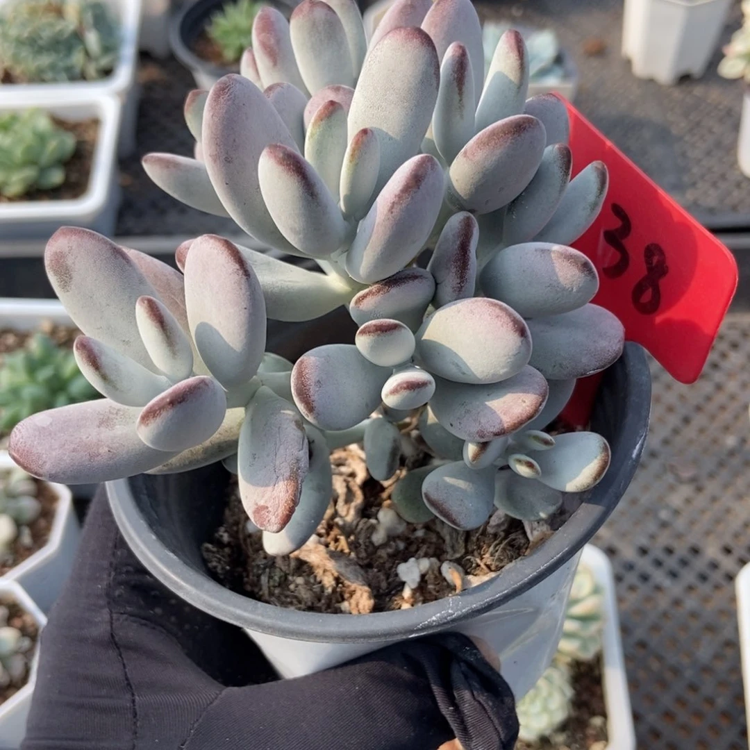 3138福娘多肉植物保护