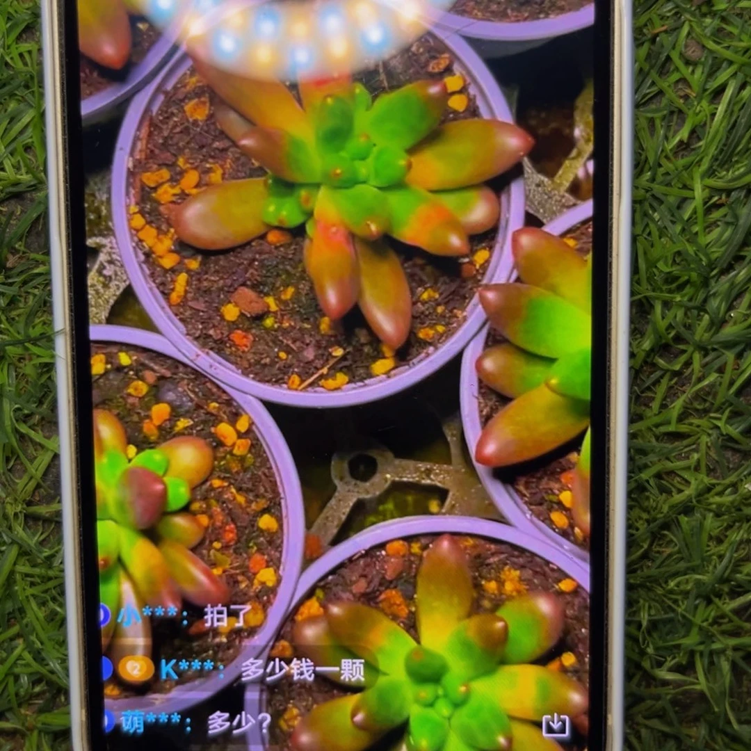 心***晴姐姐的烟花个体SP一个