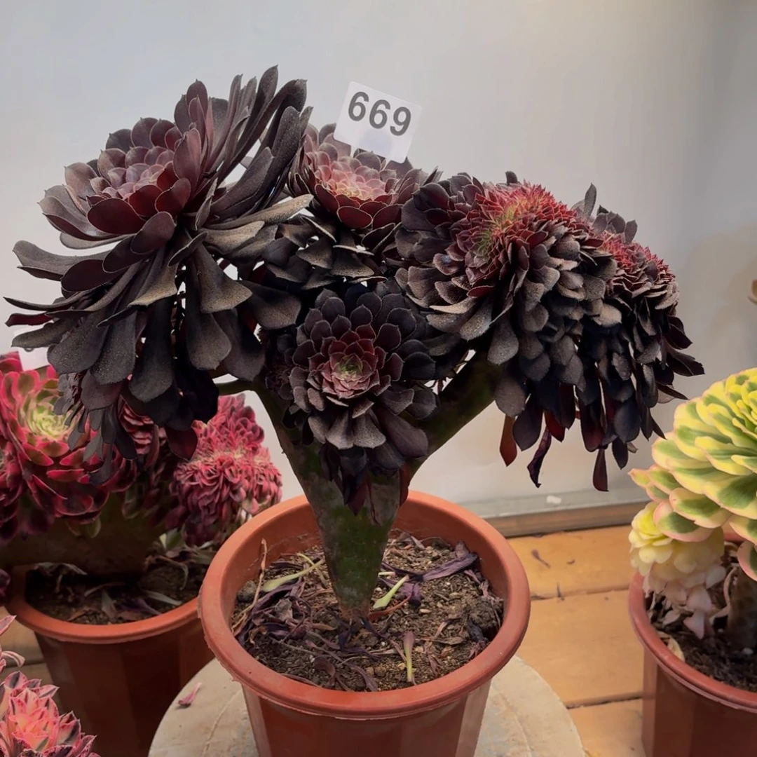 多肉法师铜壶缀669