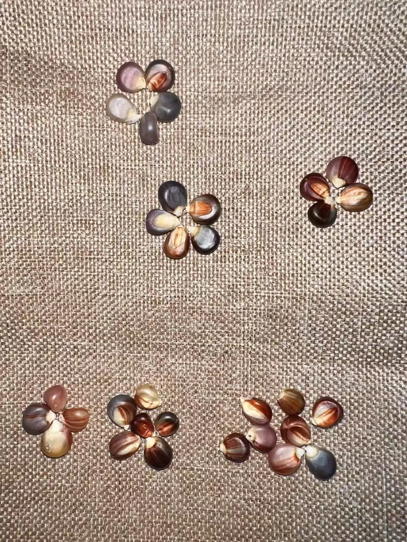 彩璃文玩玉米 直播间一物一拍