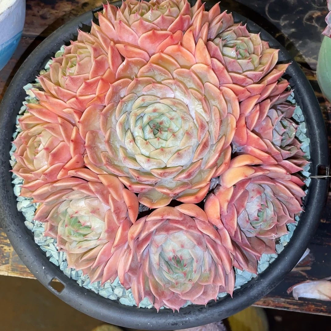 多肉植物一物一拍