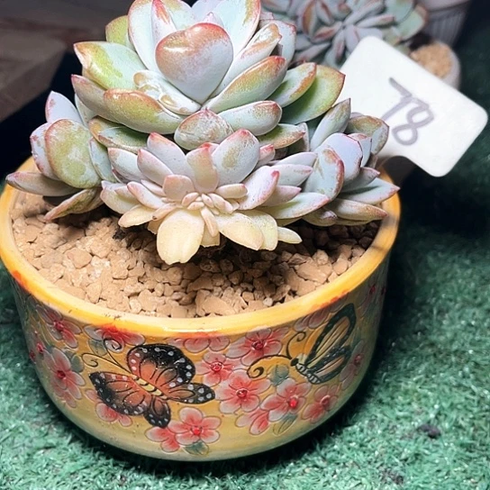 娜***心娜奶茶78号码牌子的话