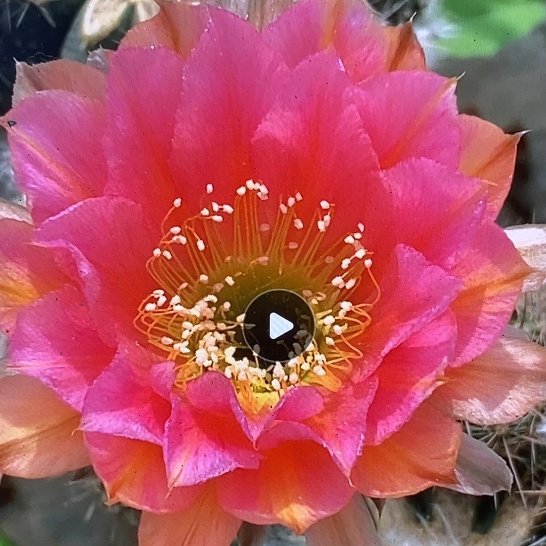 彩贵妃侧芽歪5公分左右