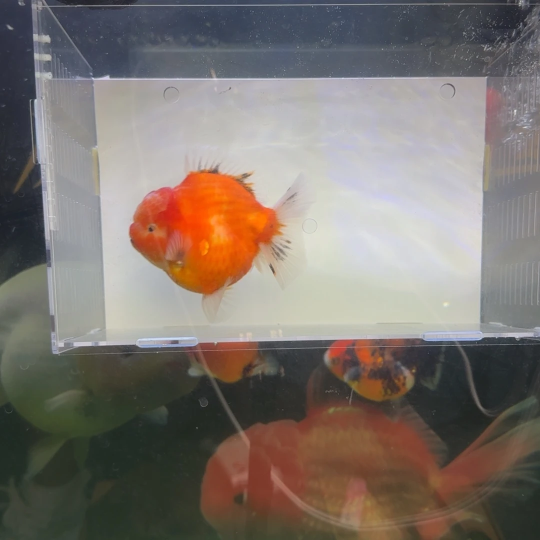 海水鱼权权金鱼福星