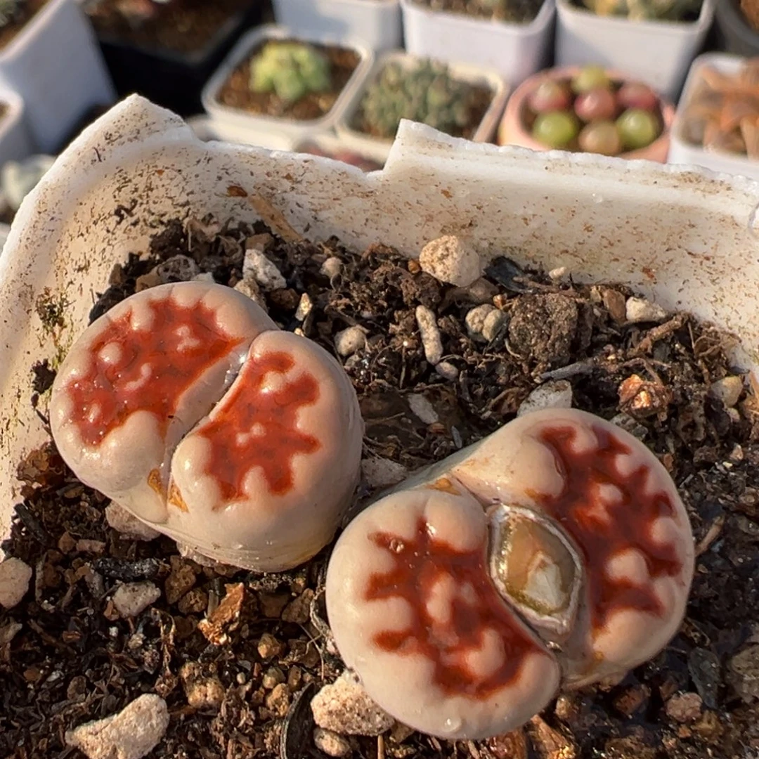 70多肉植物百科作