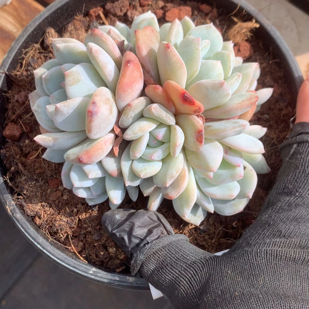 B033多肉售后范围：签收起7天内，录开箱视频