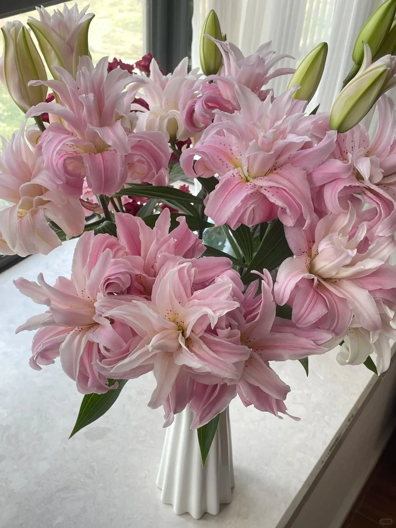 【港货百合戴安娜三代球】90箱 1单顺丰冷链包邮 发货后不支持退款