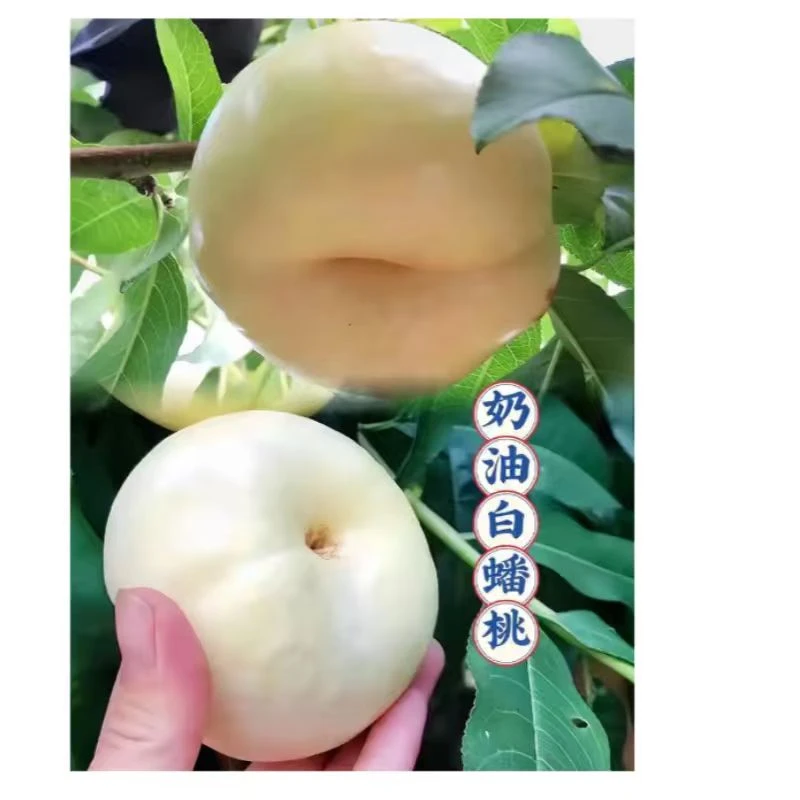 正宗优质嫁接奶油白蟠桃树苗抗寒南北方种植桃苗结果树苗