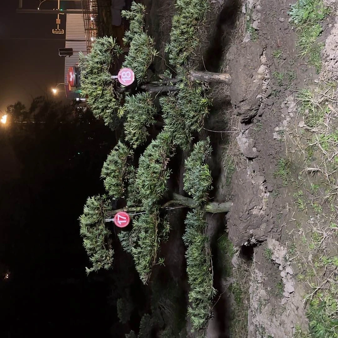 陶****无花朵235667864556