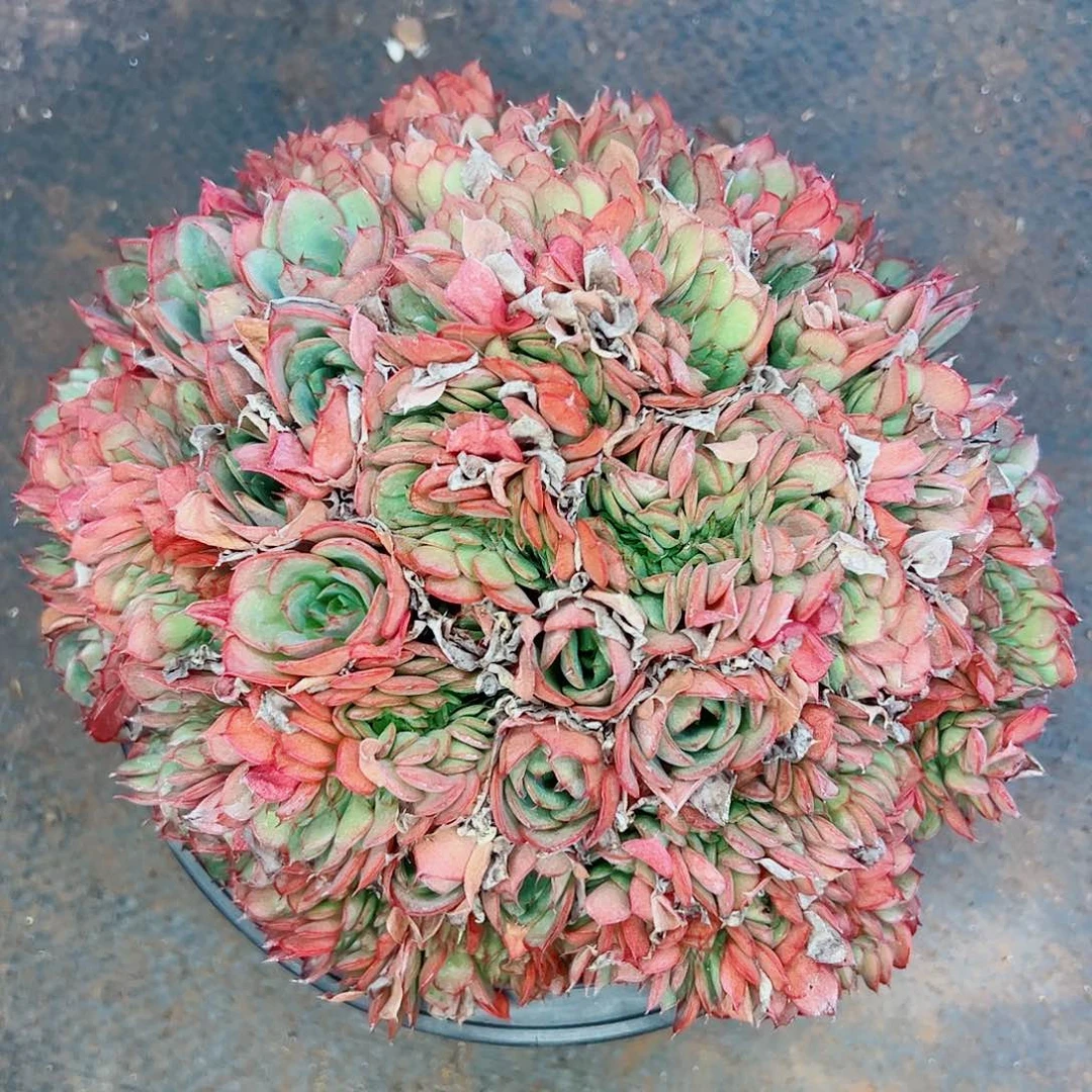 央金缀化，1⃣️物一拍