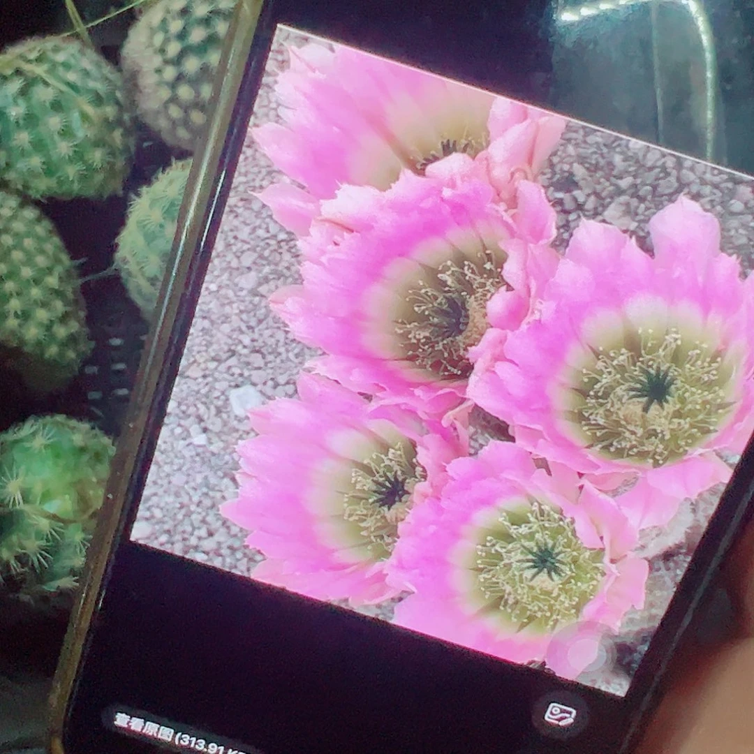 彩虹虾侧芽 满20包邮