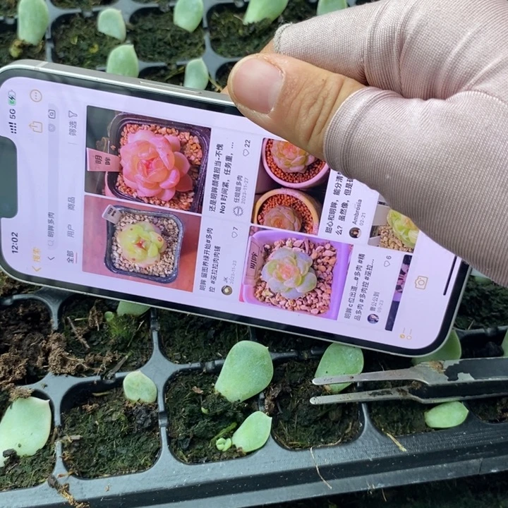 六一明眸芽苗一个多肉