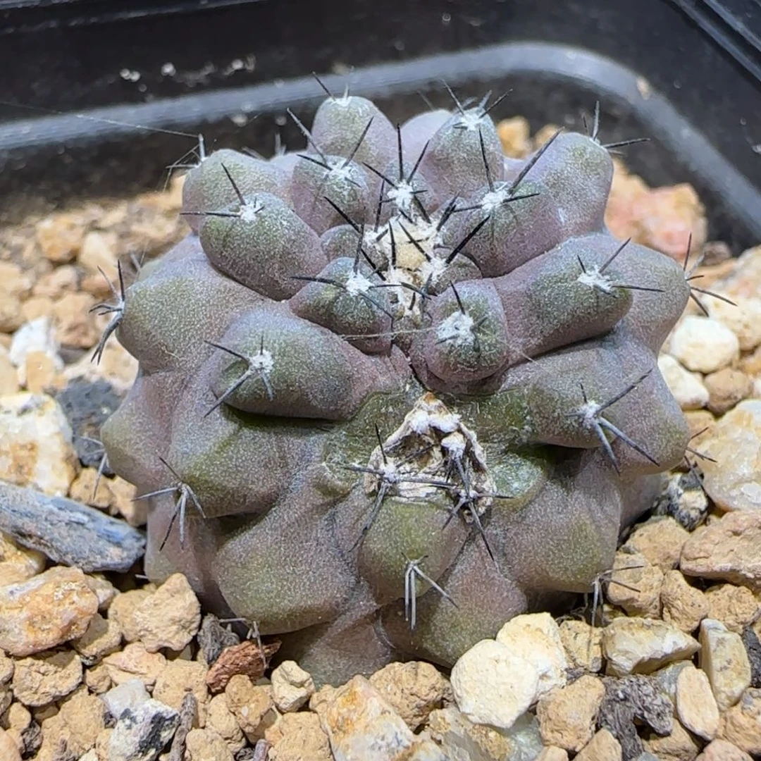 056实生鹿鸣丸多肉2.8