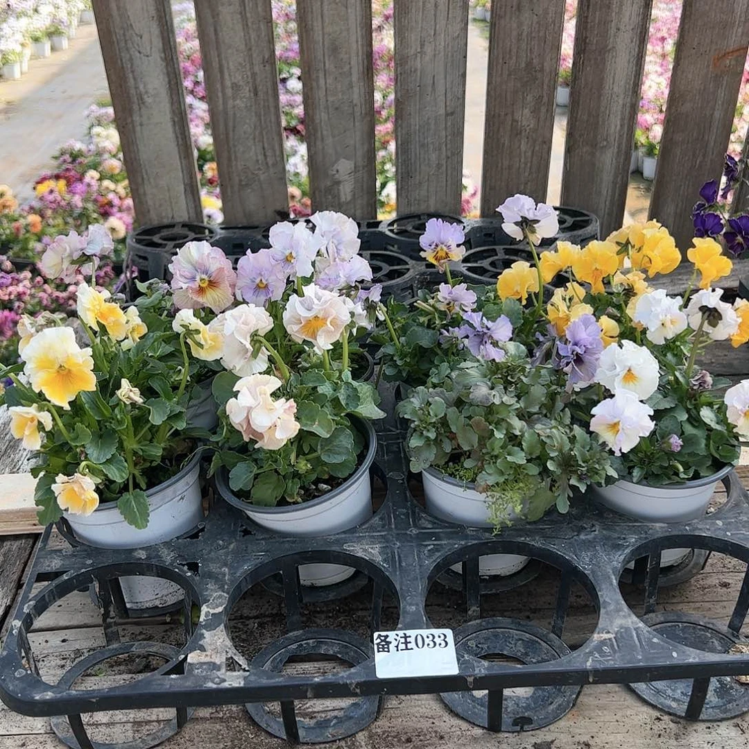 【闪购商品】049号