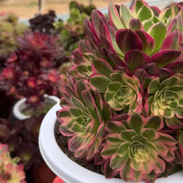 花好月又圆0420-59