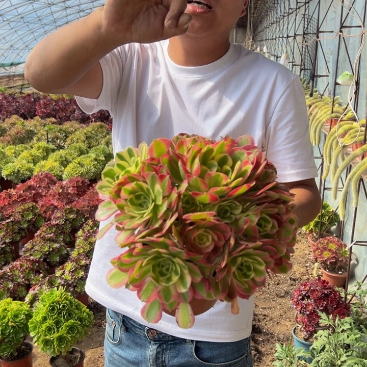 16.8粉玲珑一颗包邮