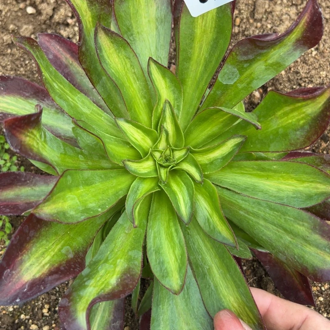 85魅影七彩多肉植物紫