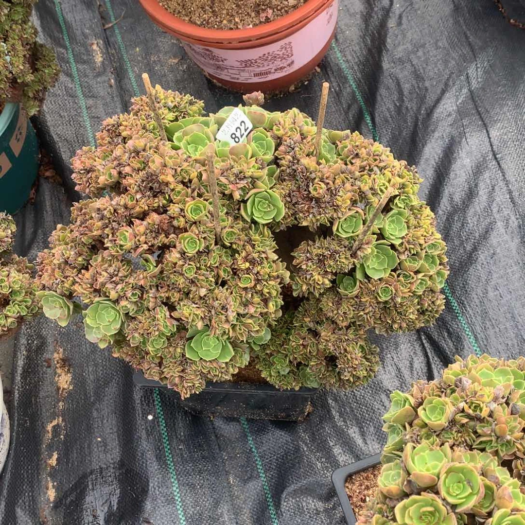 822玫瑰朵朵一颗颗