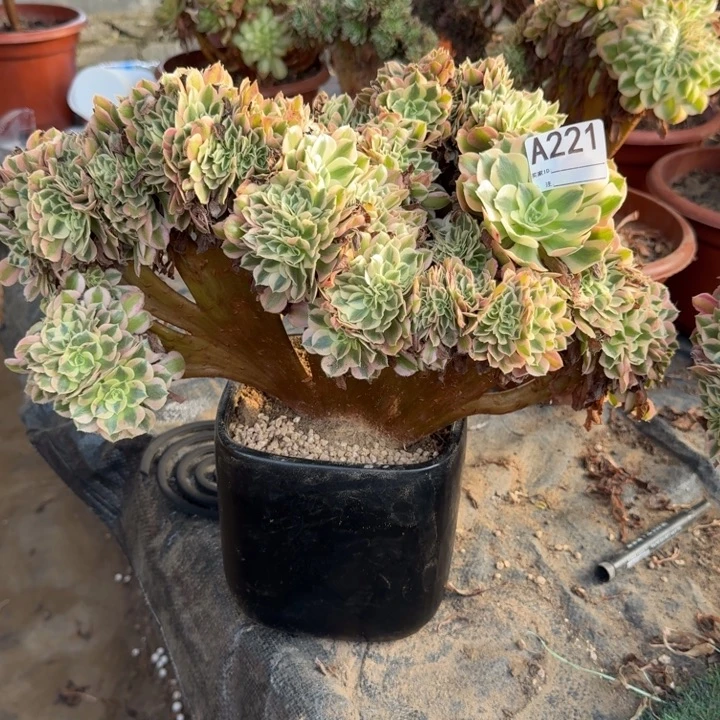 青苹果法师锦缀化221