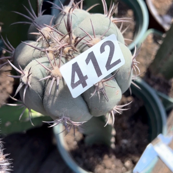 愛*412号仙人球开花